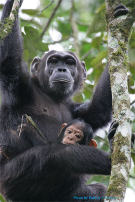 Description: Chimpanzee habituation experience